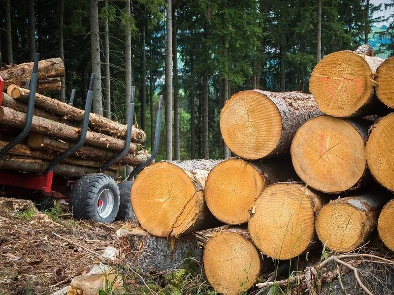 Illustrasjonsfoto av arbeidet med hogst - Klikk for stort bilde