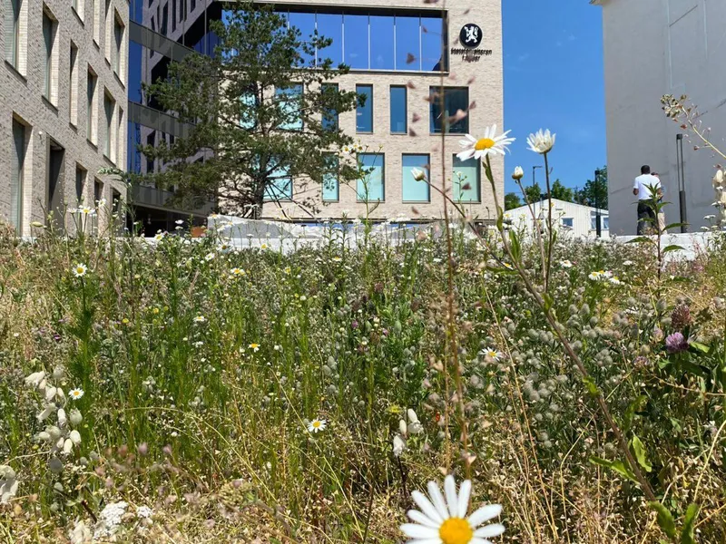Blomstereng med stedegne arter innenfor areal for Breeam