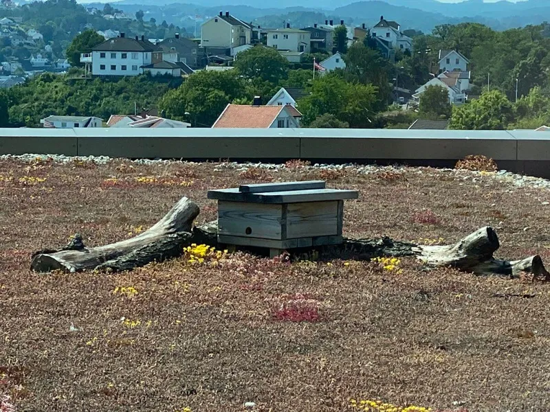 Humlebolig i sedumdekke på tak, fra Fløybyen i Arendal
