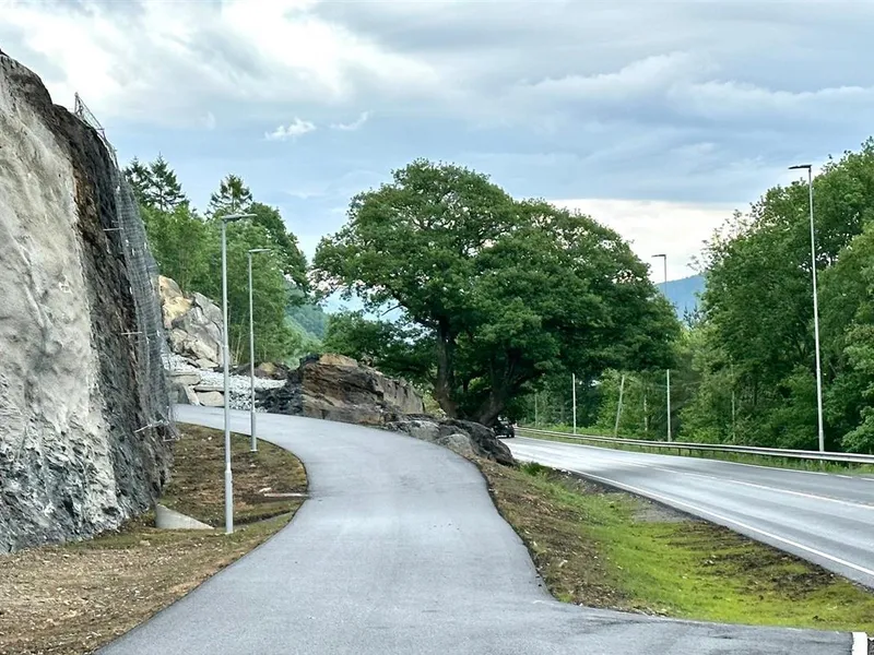 sykkelveg som svinger rundt eit stort eiketre - Klikk for stort bilde