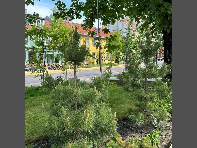 Norsk vegetasjon fra lavlandet er plantet i Bylivsgata Grønland
