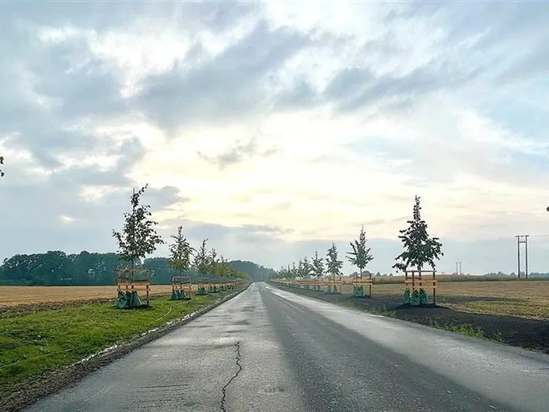 Bilde av nyplantet alle på Kirkeveien - Klikk for stort bilde