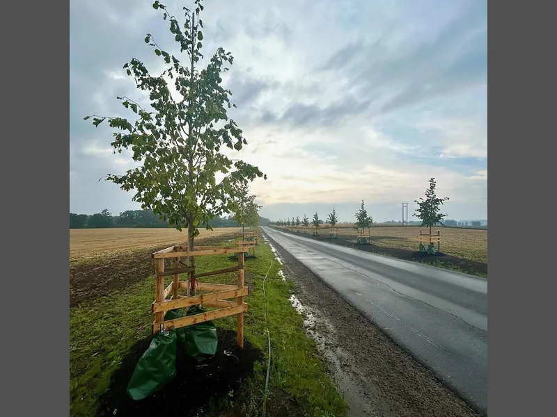 Bilde av et lindetre - Klikk for stort bilde