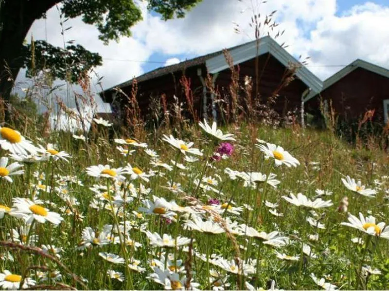blomstereng - Klikk for stort bilete