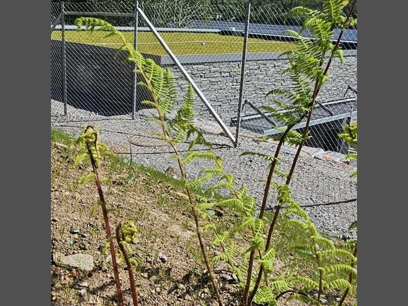grøne spirar med steinkledd hus i bakgrunnen - Klikk for stort bilete
