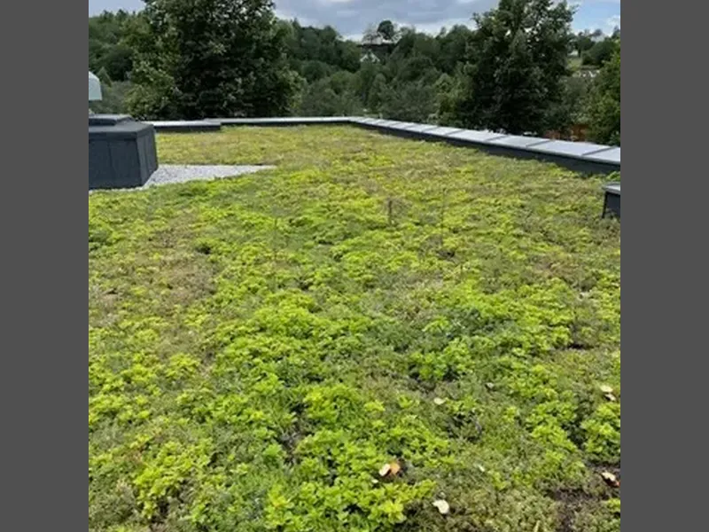Vollen skole  tak sedum