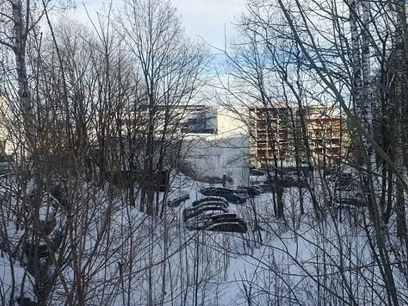 Busker, trør, vinter, parkering, skrånende tomt